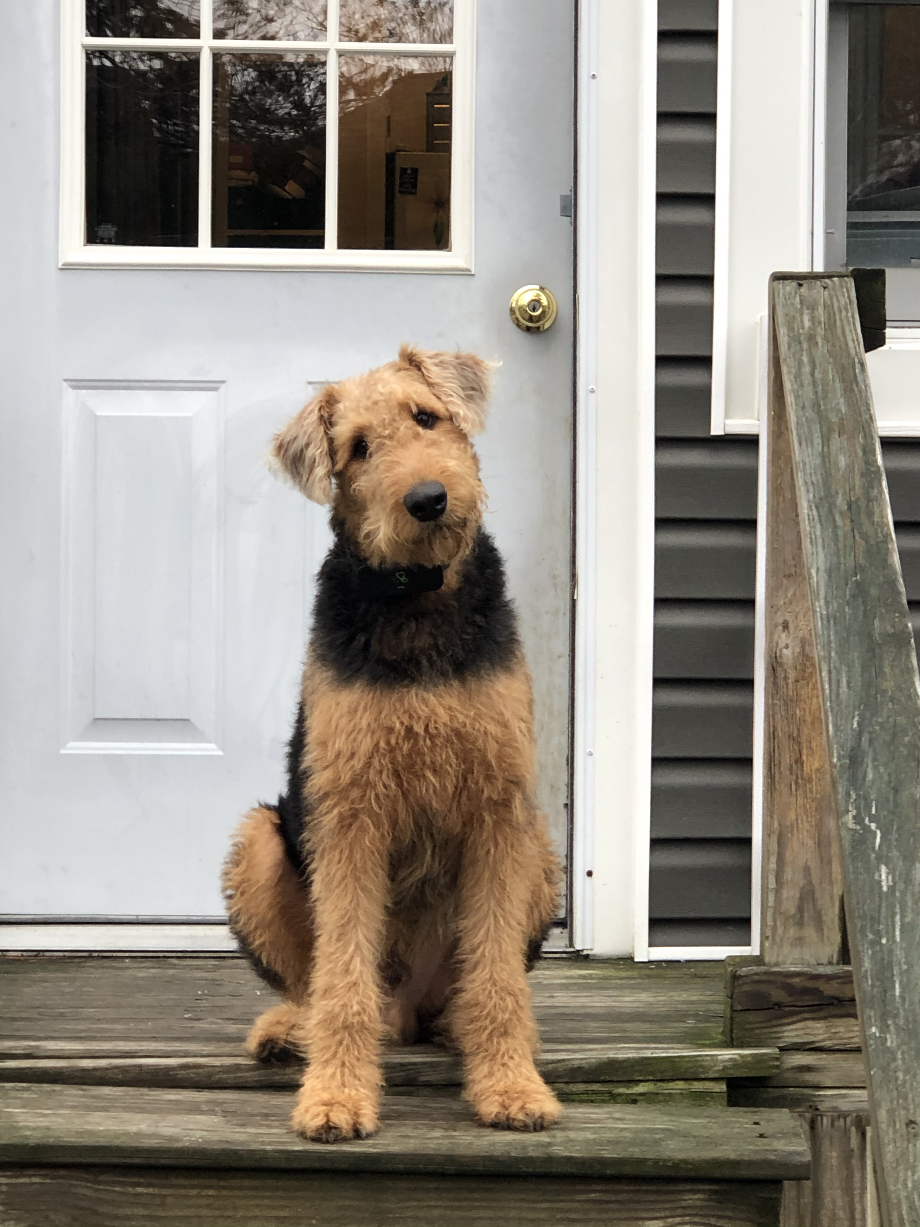 Oliver the Airedale Terrier An Airedale sitting on the porch