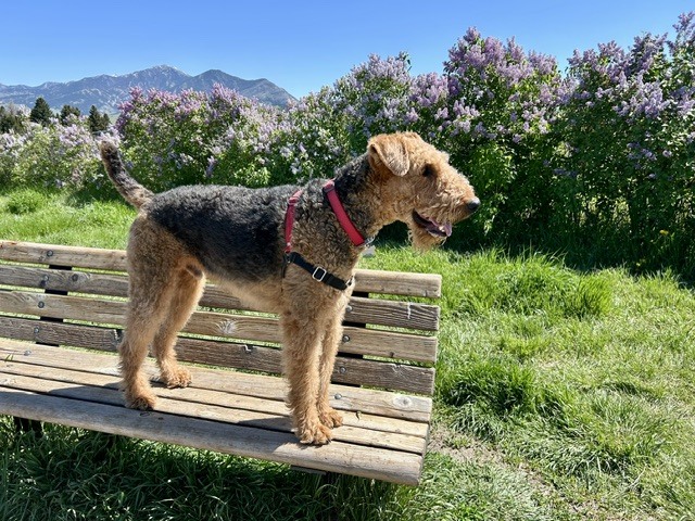 An Airedale, profile view standing on a  bench