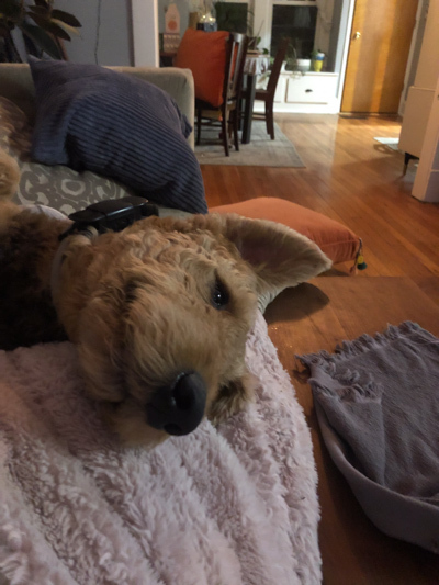 Oliver the Airedale Terrier An Airedale smiling