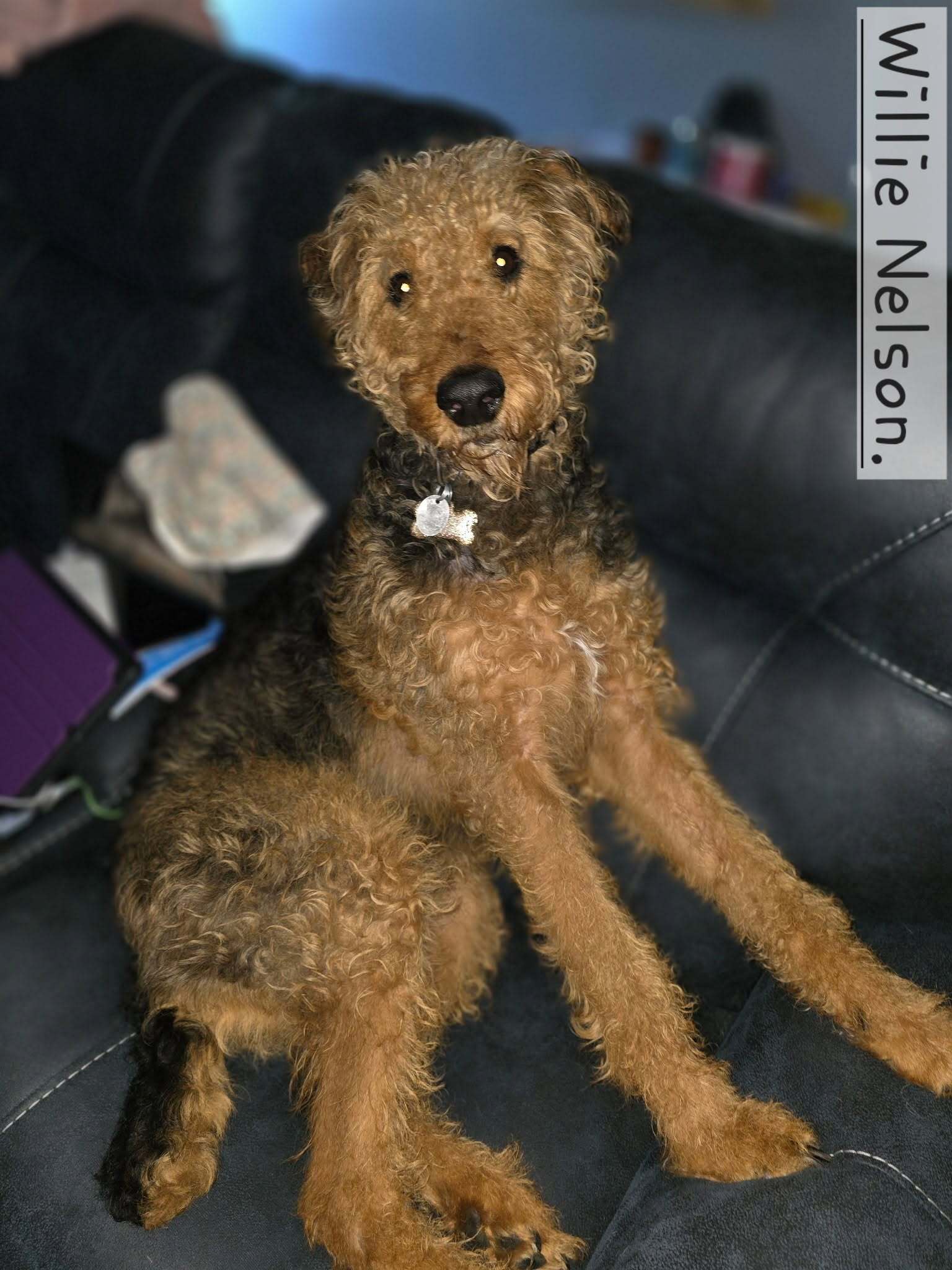 Willie the Airedale Terrier available for adoption An Airedale Terrer sitting on couch