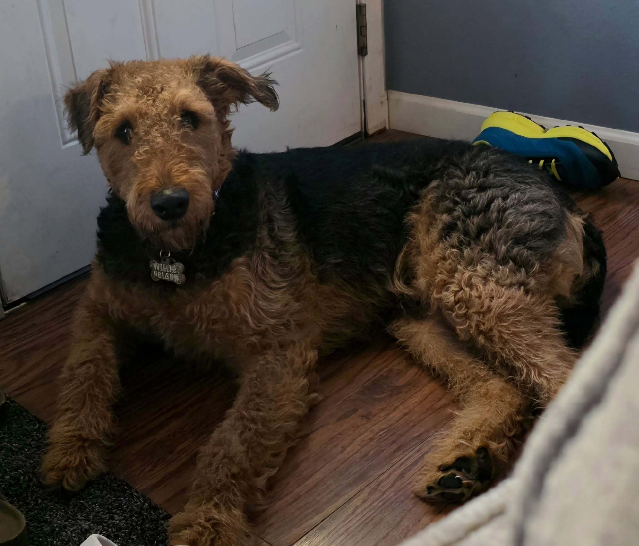 Willie the Airedale Terrier available for adoption An Airedale laying on the floor