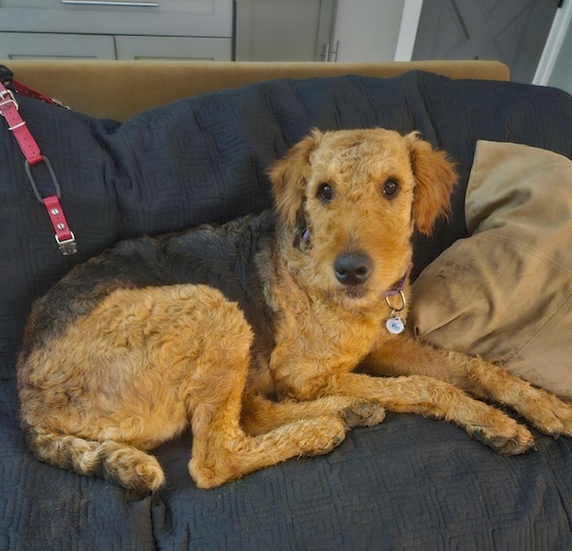 Airedale Terrier on a Couch