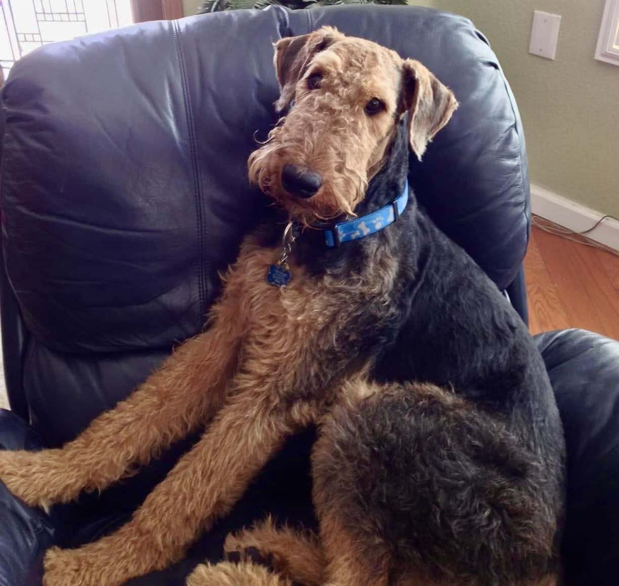 An Airedale ready to be rehomed An Airedale sitting in his favorite chair