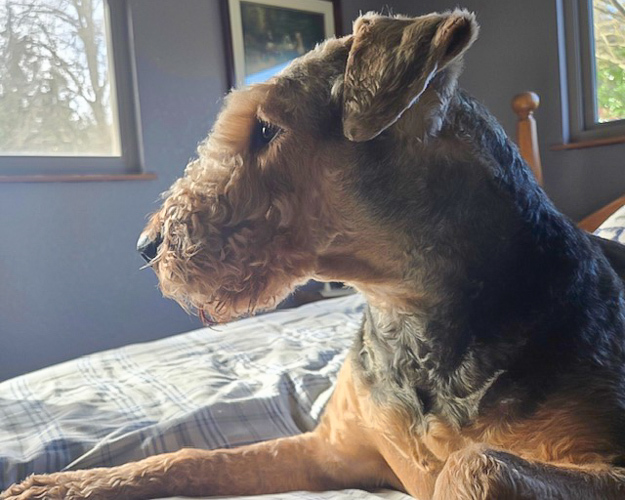 Ella the Airedale Terrier A recently groomed Airedale lying on a bed