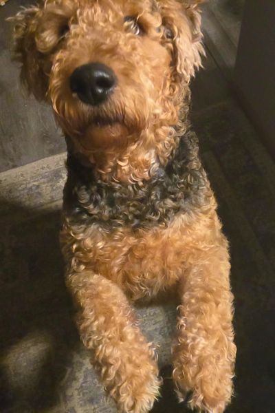 Ella the Airedale An Airedale standing on her hind legs