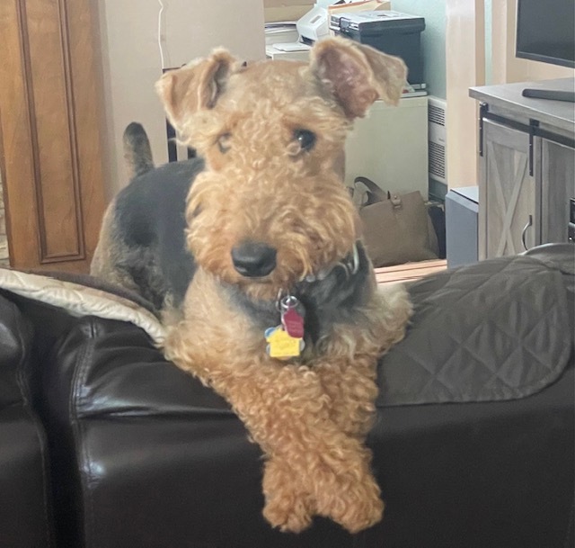 Lila the Airedale with her front paws draped over the back of the couch.