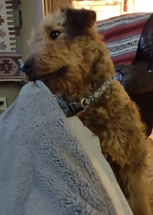 Airedale needs a new home Lizzie with the Airedale Terrier with her favorite blanket