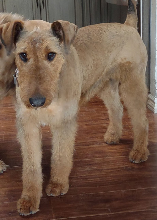Airedale needs a new home Lizzie the Airedale in the kitchen