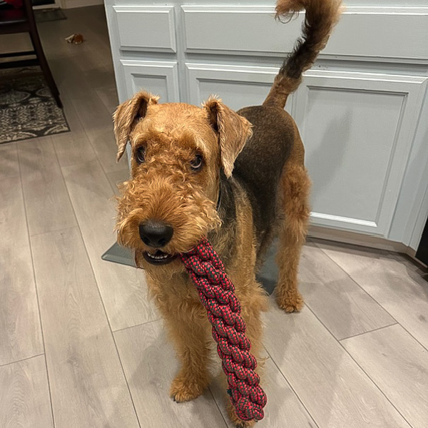 Loki the Airedale An Airedale ready to play tug.