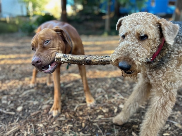 An Airedale, playing tug with a stick and another dog friend