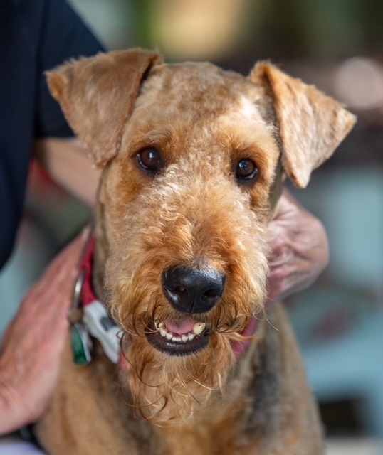 An Airedale, head and shoulders image