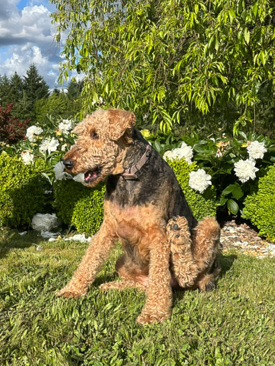 Maggie the Airedale Terrier An Airedale sitting in a garden