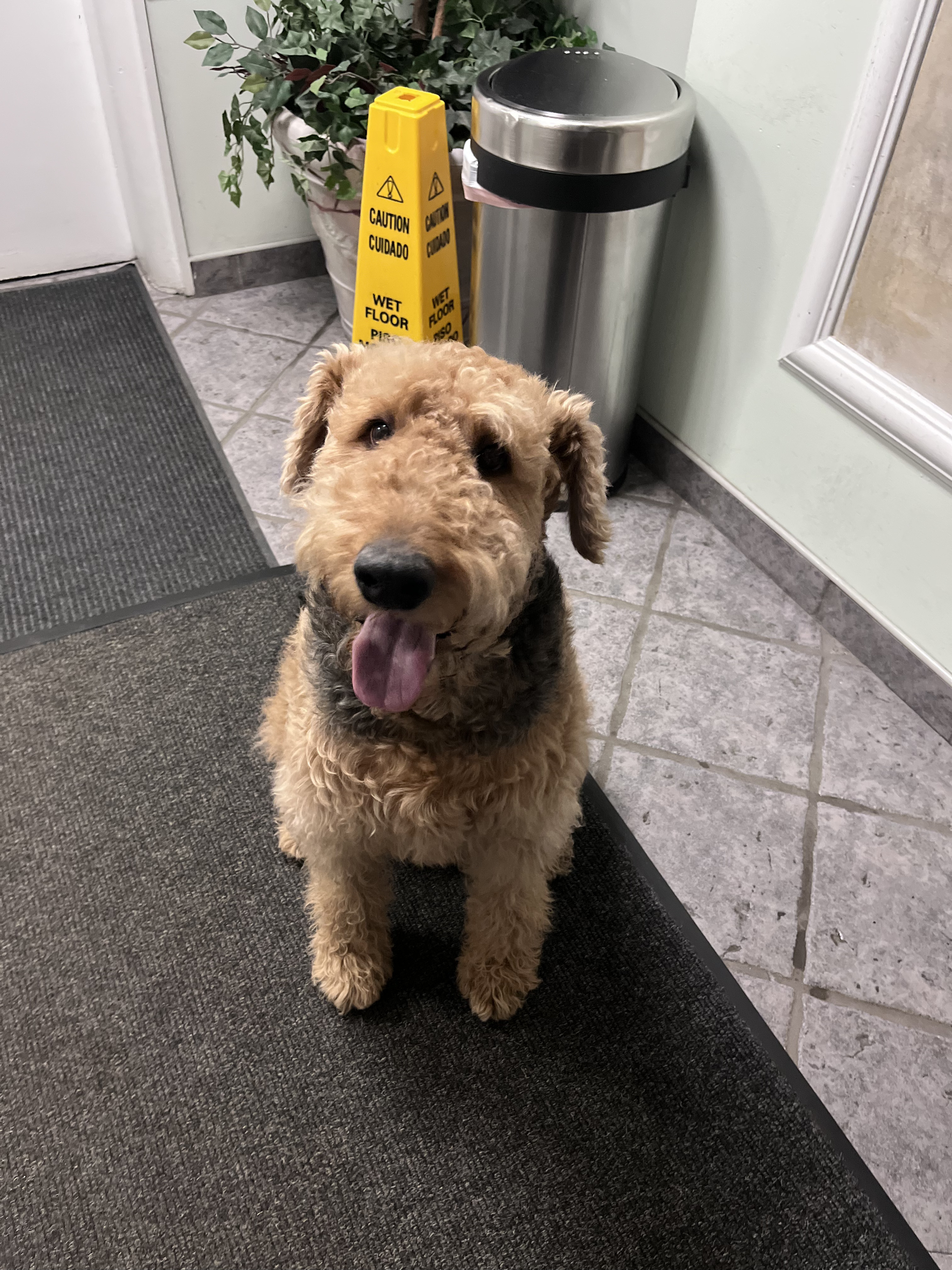 Oliver the Airedale Terrier An Airedale in the Vet's Waiting Room