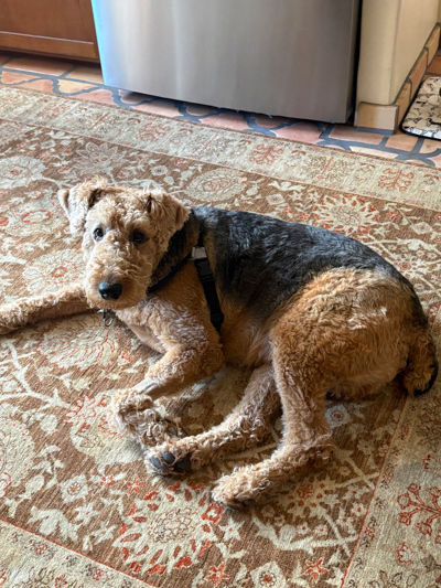 Oliver the Airedale An Airedale Terrier sprawled out on the kitchen floor