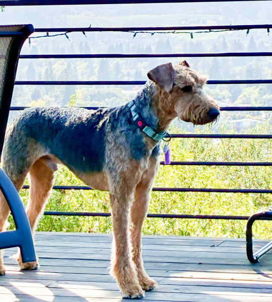 Ozzie the Airedale Ozzie the Airedale taking in the view