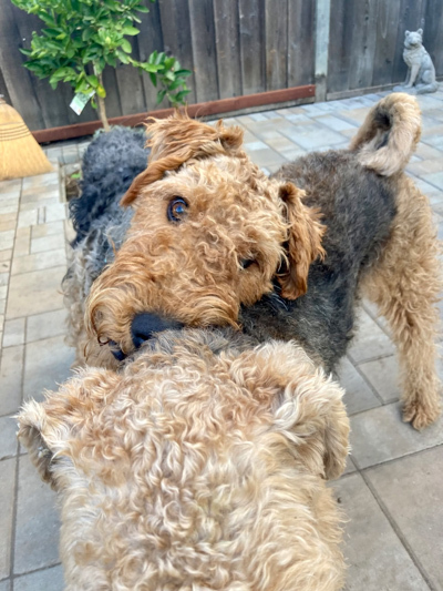 Airedale needs a new home Ozzie playing with another Airedale and resting his head on the other dog's back