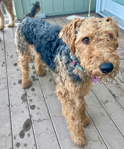 Airedale needs a new home Meet Ozzie the Airedale Terrier