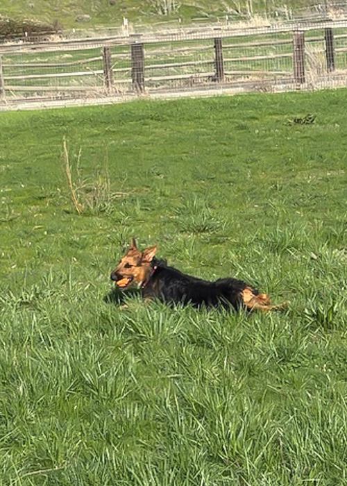 A dog resting in a green field