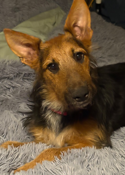 An Airedale Mix Puppy 