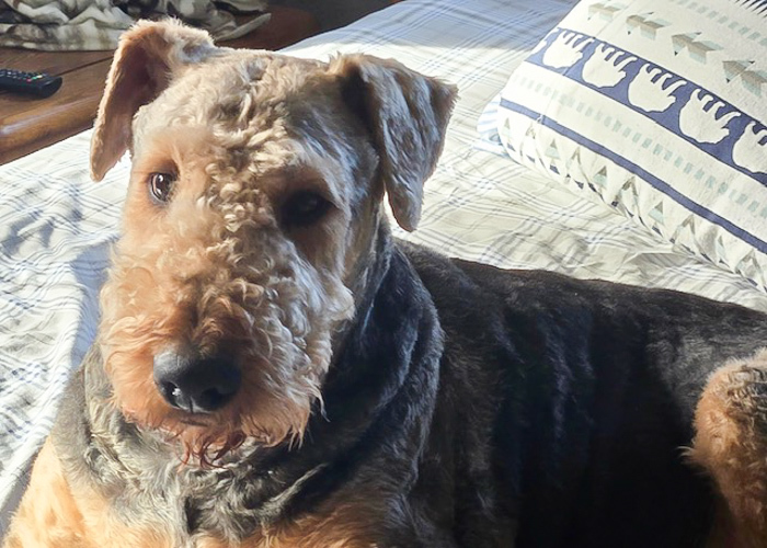 Teddy the Airedale Terrier A large Airedale lying on a bed