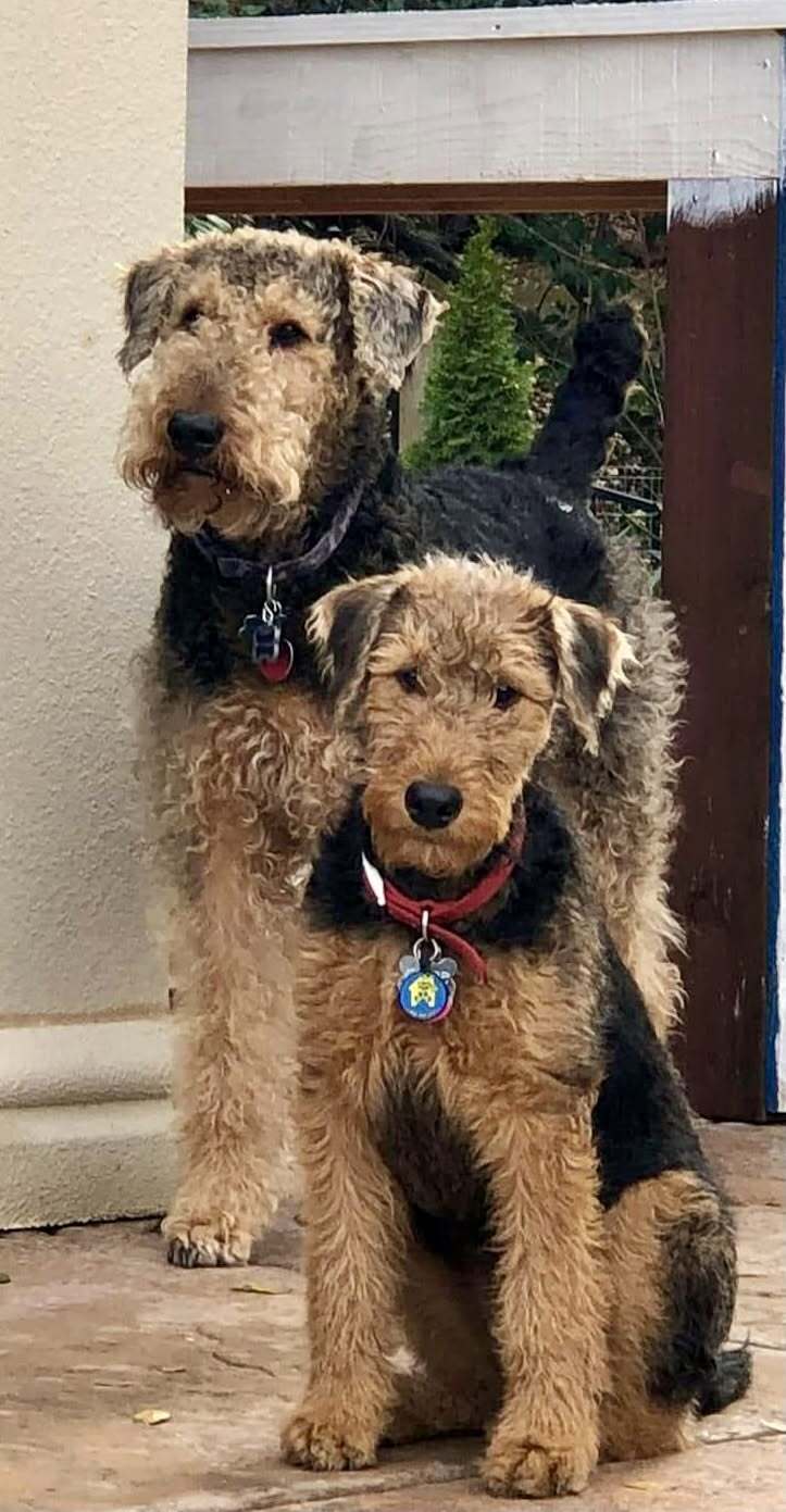 Airedales available for adoption Two Airedales posing for a picture